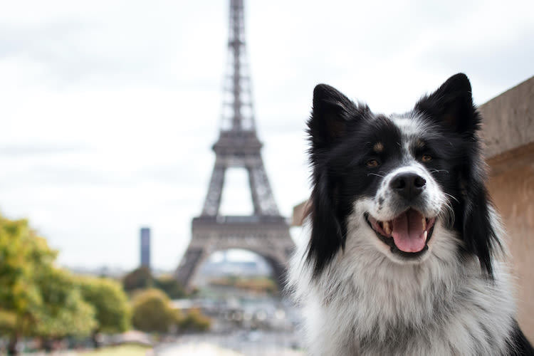 Bientôt un permis pour adopter un animal de compagnie ?