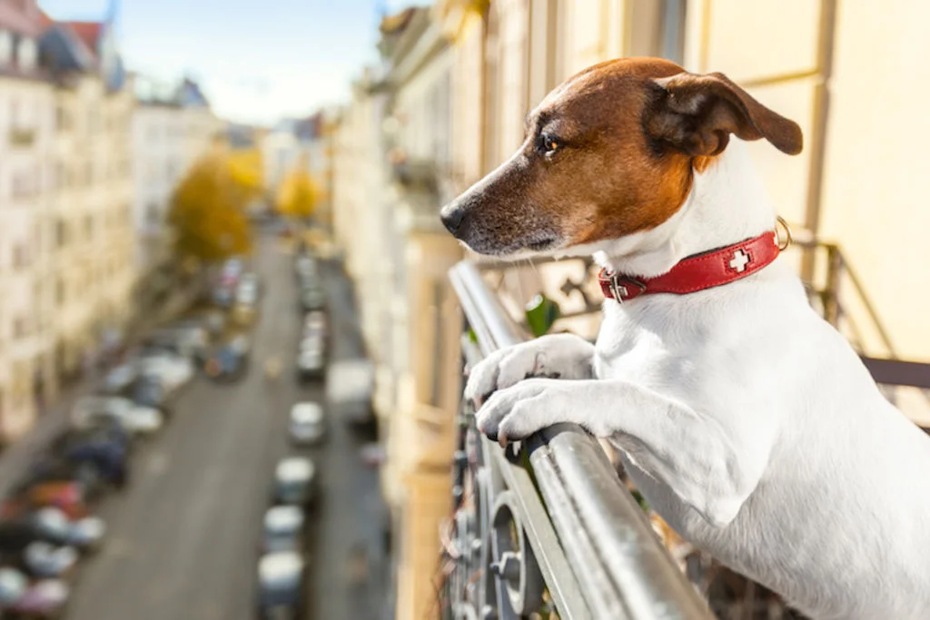 sortie_petit_chien_en_ville