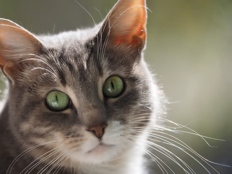 Un chat se présente sur la liste des municipales de Rennes