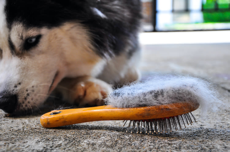 Comment et pourquoi bien brosser son chien ou chat ?