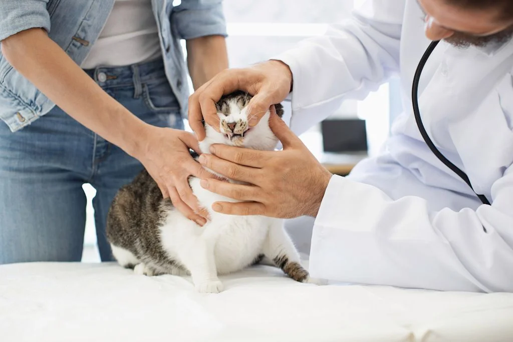Soigner un chat qui bave