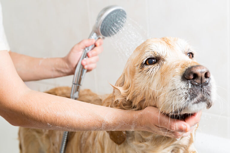 Covid-19 : comment désinfecter son chien ou son chat ?