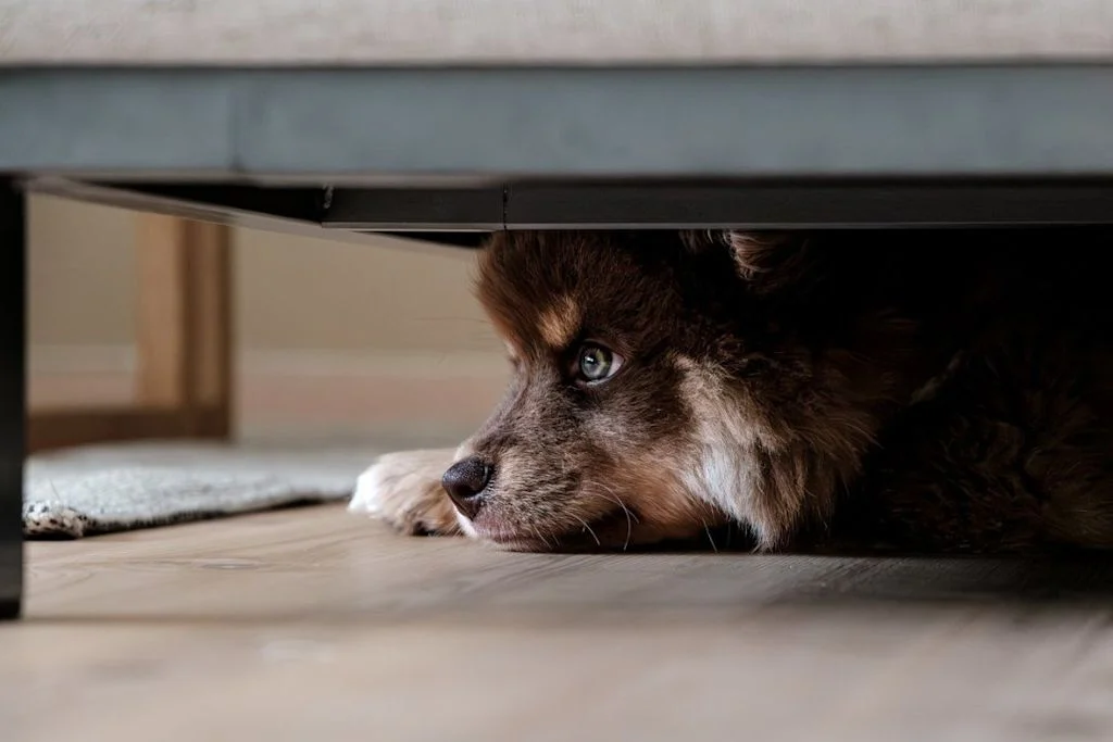 Chien cach&eacute; sous un meuble