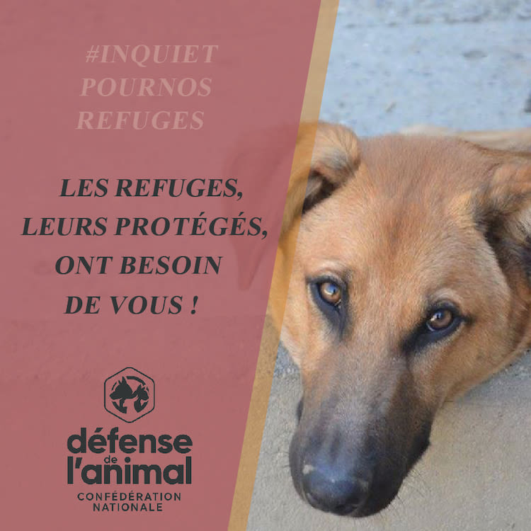 Covid-19 : les refuges indépendants sont très inquiets