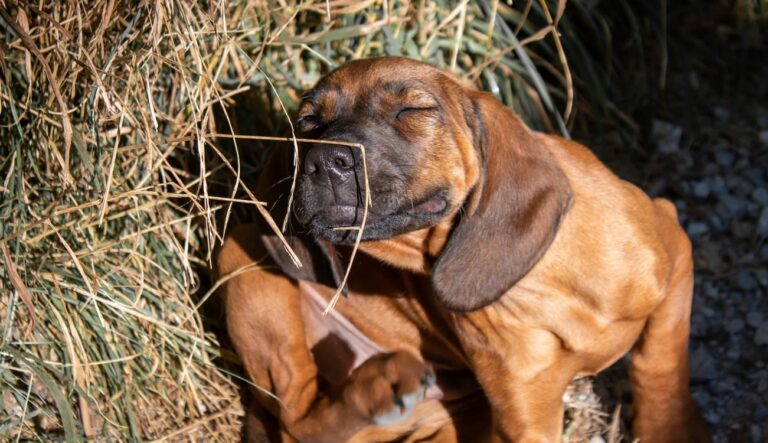 Pourquoi j&rsquo;ai mon chien qui se gratte ?