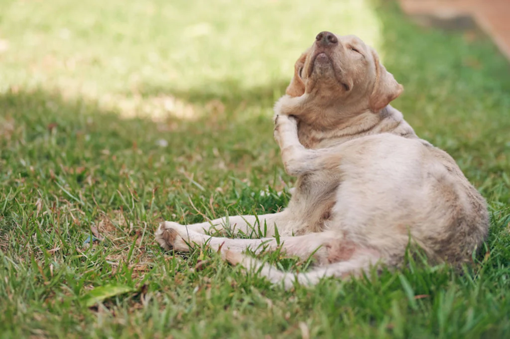 chien qui se gratte infestation puces
