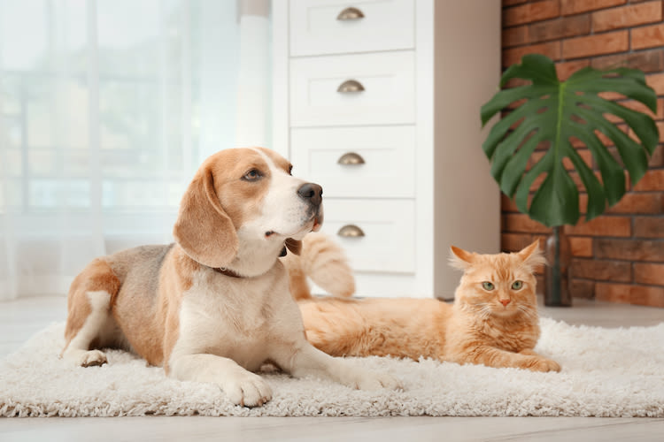 Confinement avec son animal: les bonnes pratiques à suivre