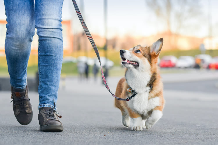 Confinement avec son animal : comment gérer les sorties ?