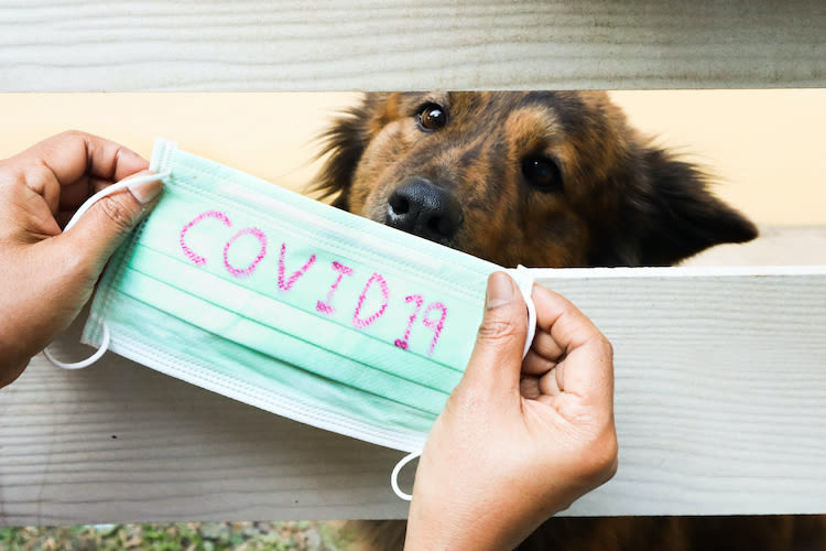 Coronavirus : un vétérinaire accusé de non-assistance !
