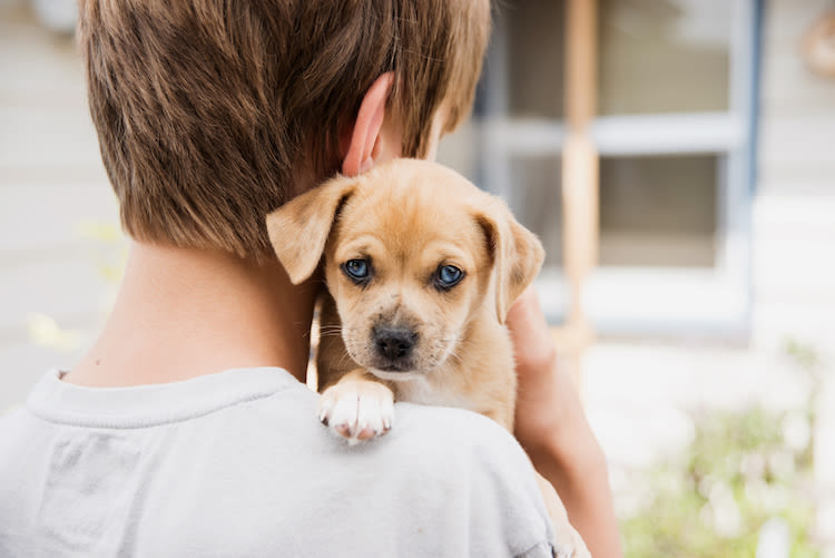 COVID-19 : acquérir un chien ou un chat est-il possible ?