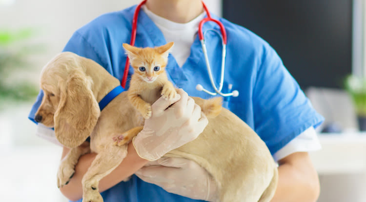 Covid-19:  quelles conséquences pour les chiens et chats ?