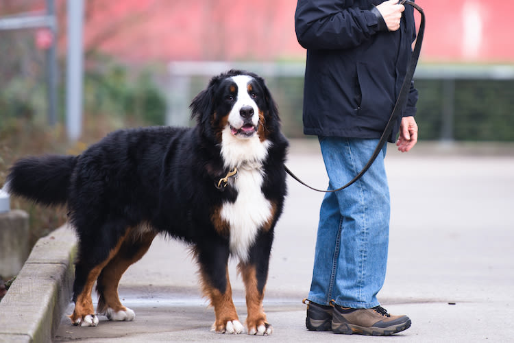 Covid-19 : une nouvelle autorisation pour sortir son chien