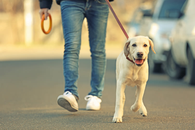 COVID-19 : est-ce que je peux sortir mon chien?