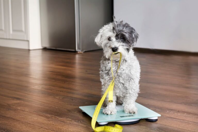Comment peser son chien ou son chat ?