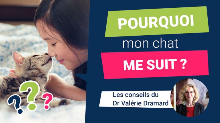 Pourquoi mon chat me suit partout ?
