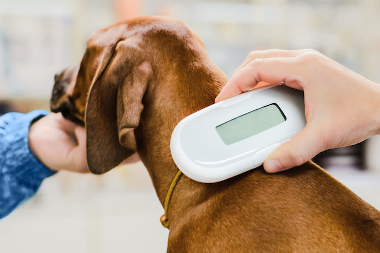 Hausse des identifications des chiens et chats en 2019