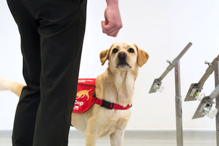 Des chiens renifleurs dressés pour détecter le coronavirus