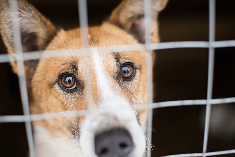 Des personnalités appellent à la reprise des adoptions