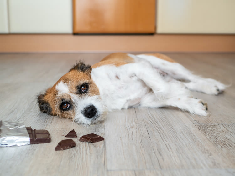 Pâques et chocolat : dangers pour les animaux de compagnie