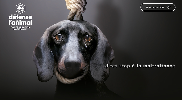 Comment porter secours aux animaux maltraités ?
