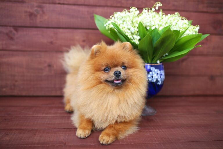 Le muguet est-il dangereux pour mon chien ou mon chat ?