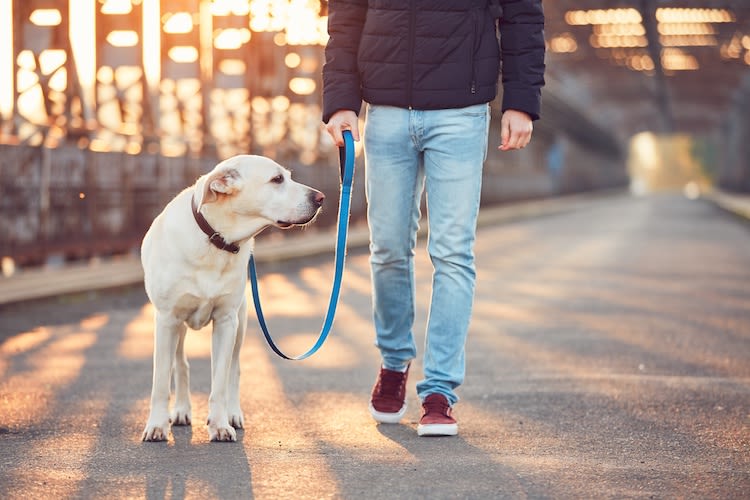 Avant et après confinement : comment sortir avec un chien