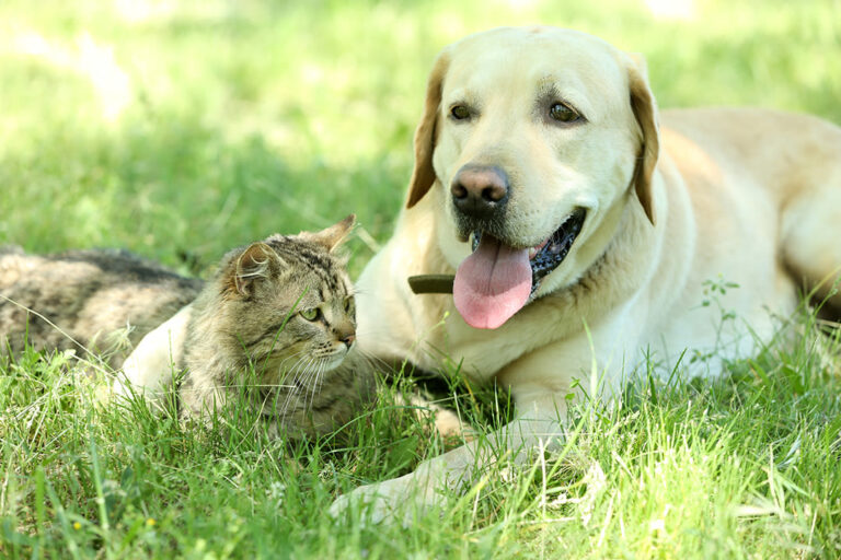 Quels dangers guettent votre chien ou chat en été ?