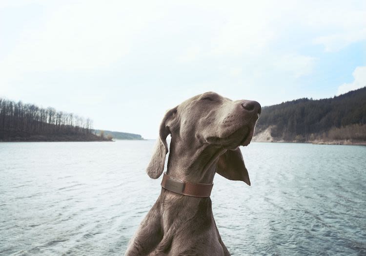 Le confinement profite-t-il en fait aux chiens et chats ?