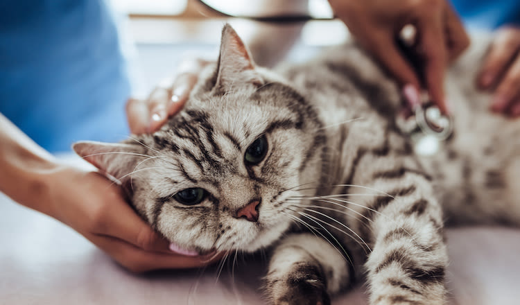 Covid-19 : un 2ème chat porteur du SARS-Cov-2, à Bordeaux