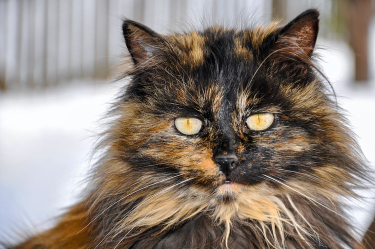 Le 1er chat infecté au Covid-19 en France est-il guéri ?
