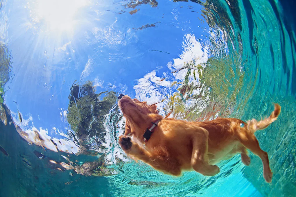chien_baignade_noyade
