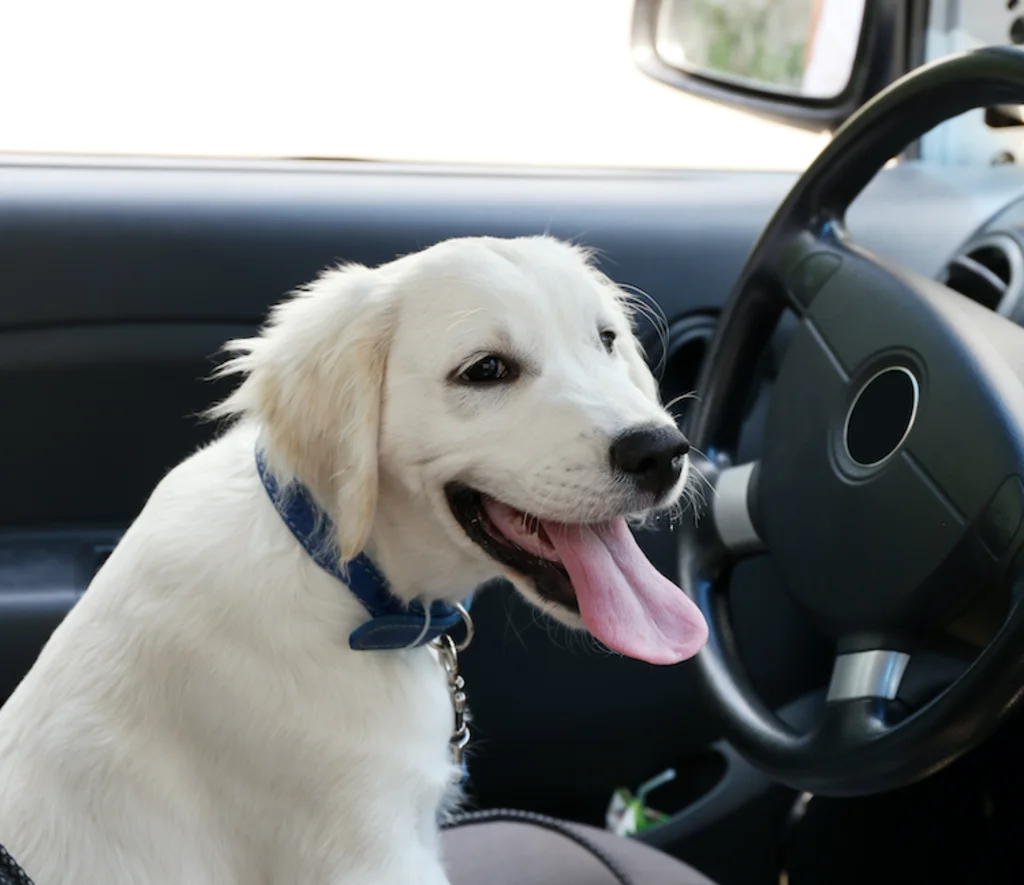 chien_mal_des_transports