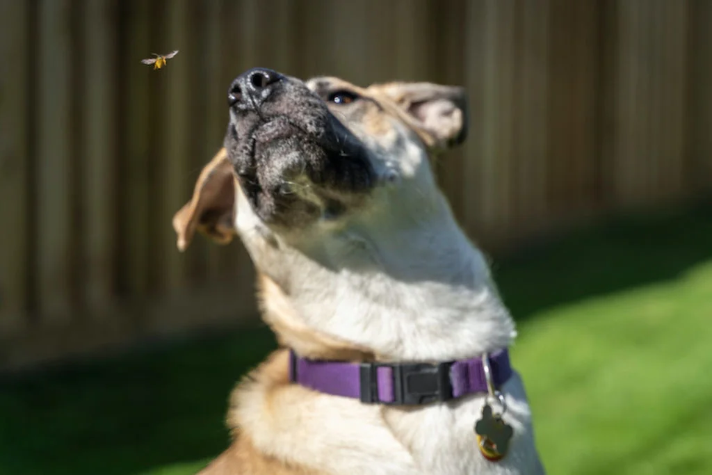 chien_piqure_abeille_frelon_guepe
