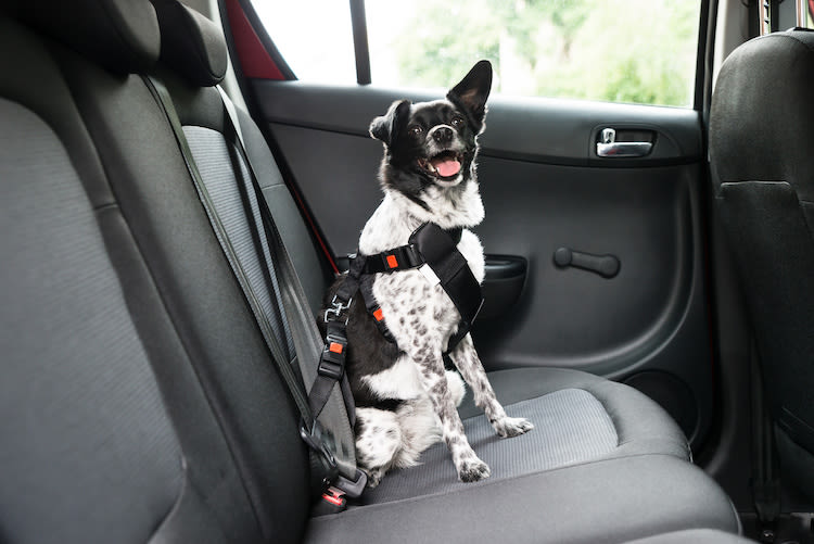 Êtes-vous plus prudent en voiture avec votre chien ?
