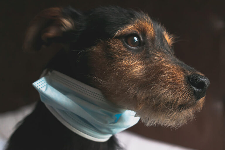 Masques pour chiens et chats : est-ce vraiment utile ?