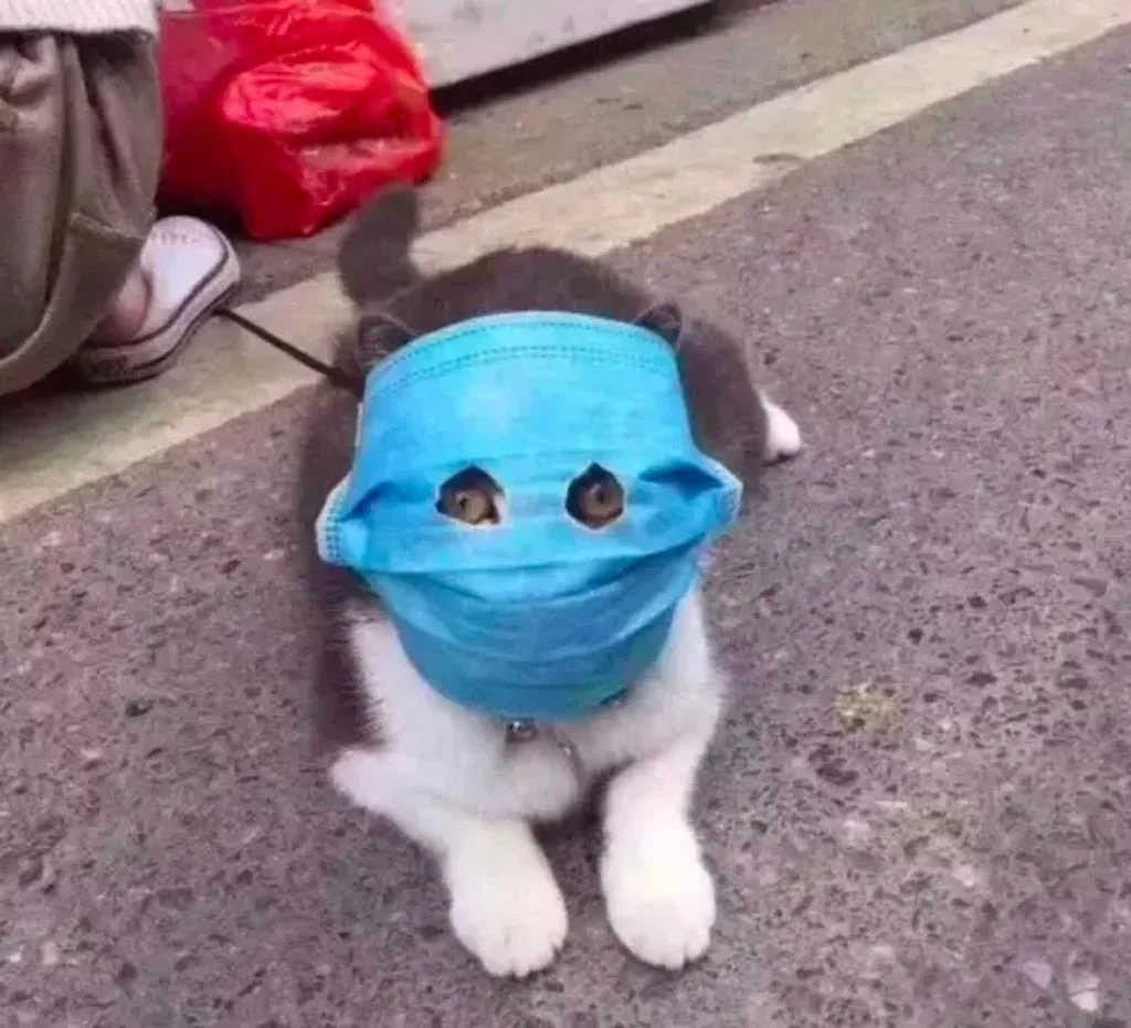 masques_pour_chats_coronavirus_covid_19