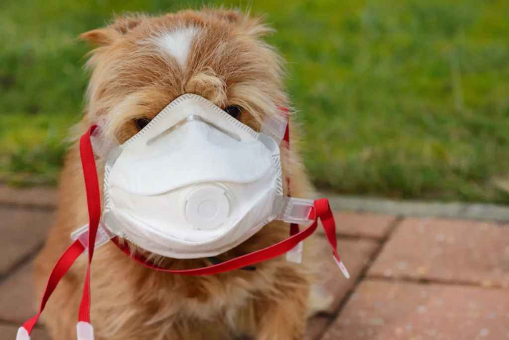 masques_pour_chiens_coronavirus_covid_19