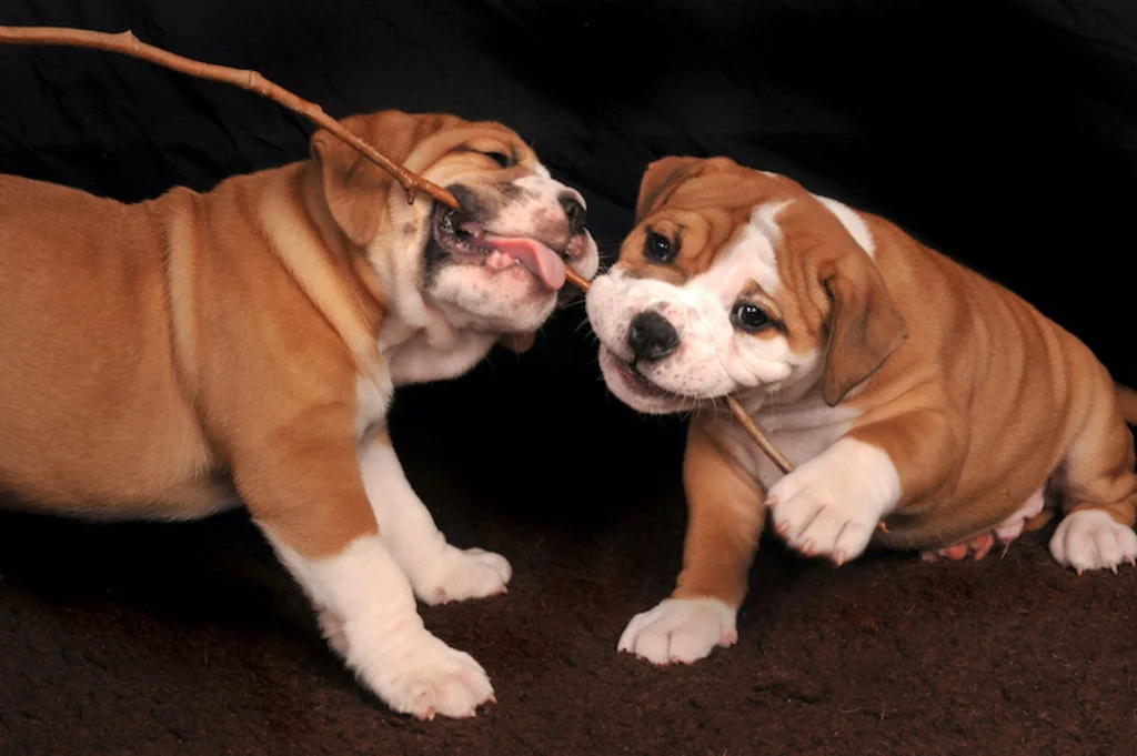 Bulldog-Continental 2