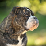 Race de chien : Bulldog Continental