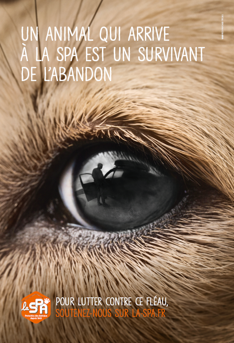 Abandon : la campagne inédite de la SPA, un film « choc »