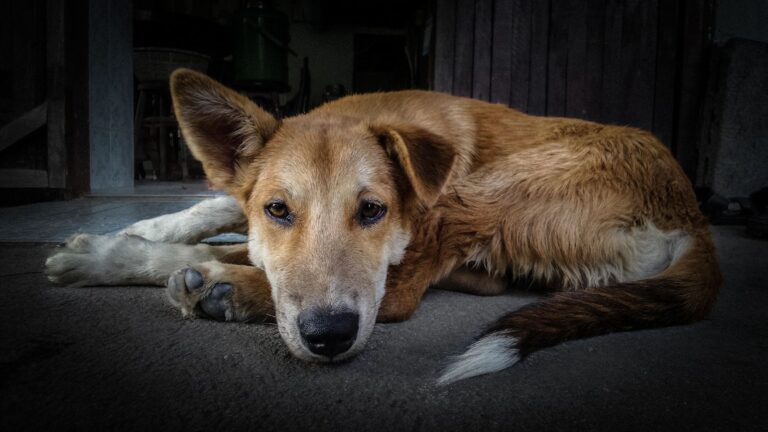 Leishmaniose : quels dangers pour votre chien ?