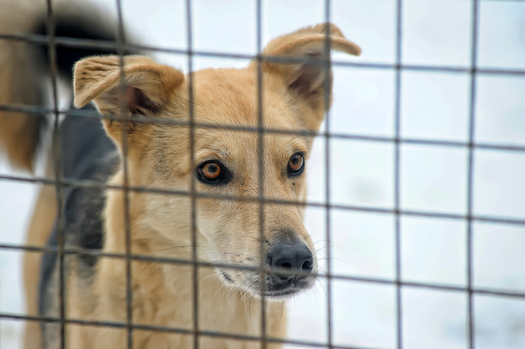 Animaux déclarés entrés en fourrière : + 5,61 % en 2019