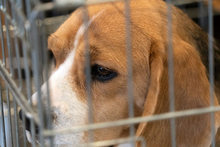 Non, on ne peut pas vendre son chien ou chat à un laboratoire !