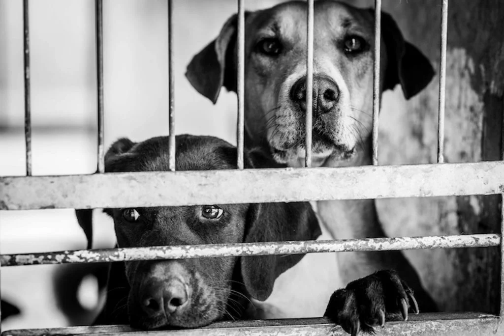 chien_experimentation_animale_2