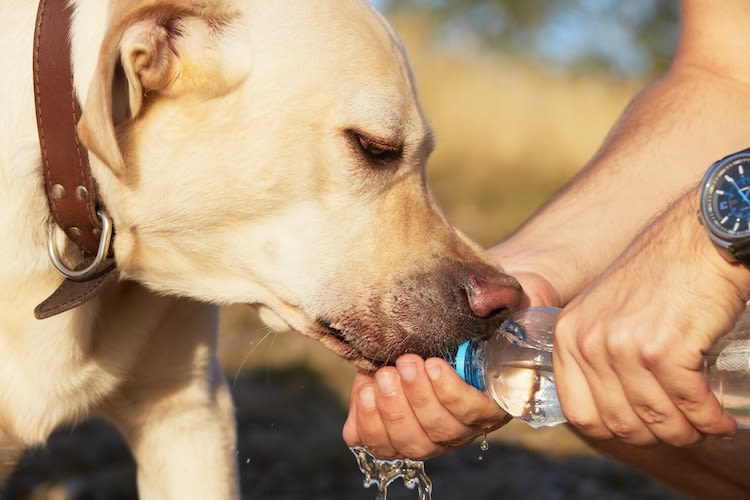 Nos chiens, chats et NAC auront-ils chaud cet été ?