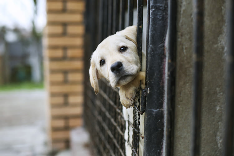Maltraitance animale : quels sont les chiffres en France ?