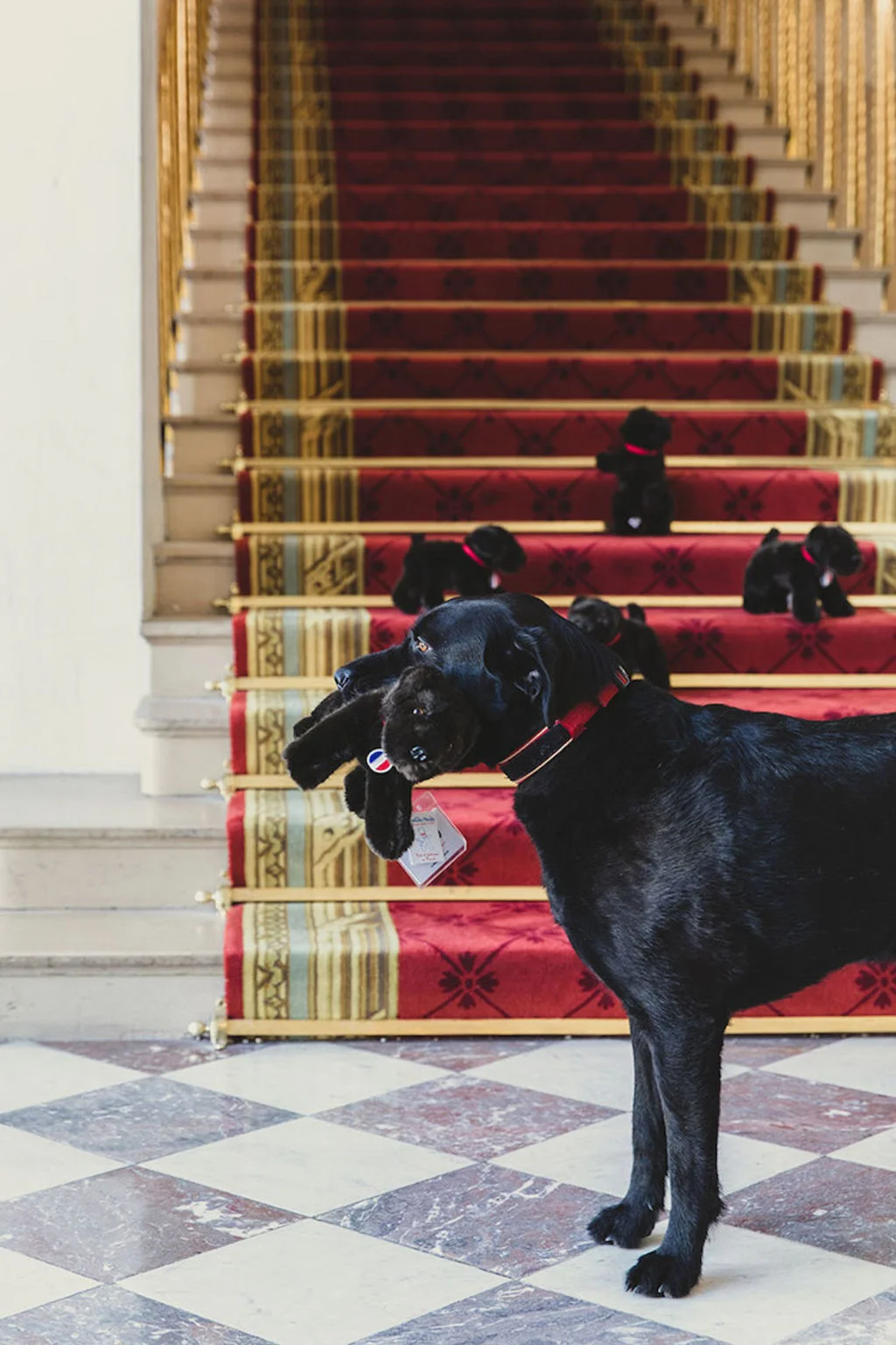 Nemo_chien_de_E_Macron D