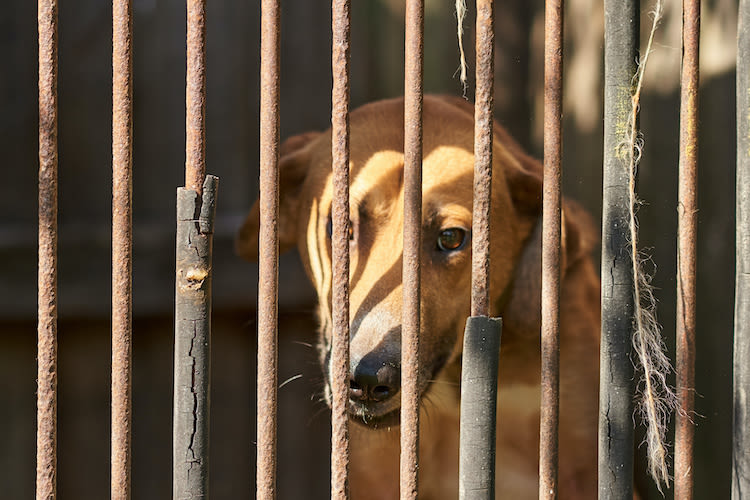 Pas de secrétariat d’État pour la cause animale