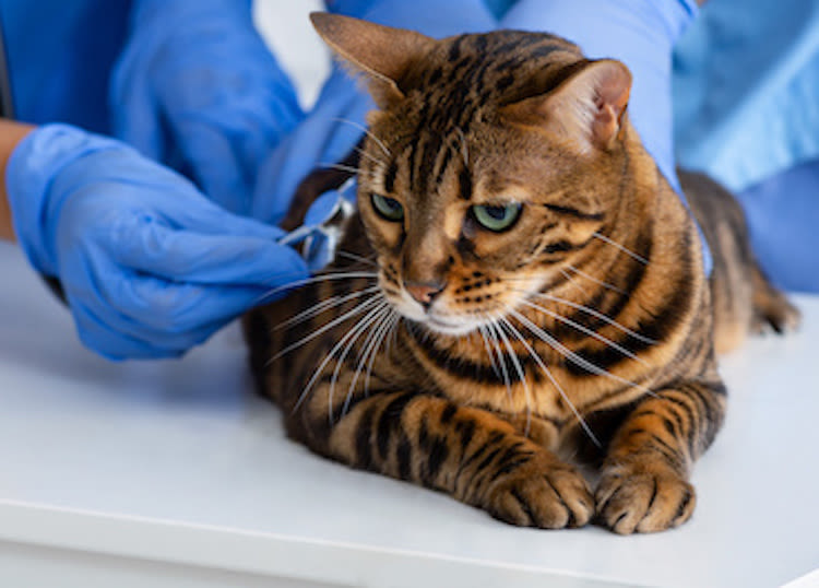 Coronavirus : premier chat testé positif au Royaume-Uni