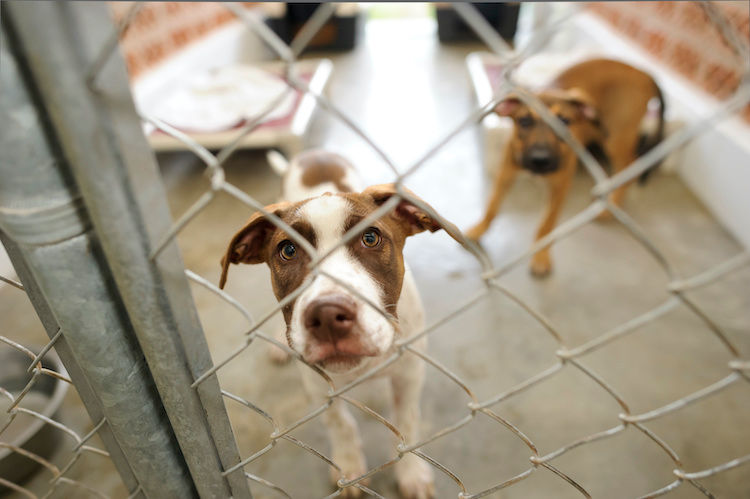 Pas de fonds d&rsquo;urgence pour la protection animale